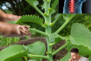 El Secreto Natural para Transformar tu Salud